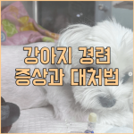 강아지 경련 증상과 대처법