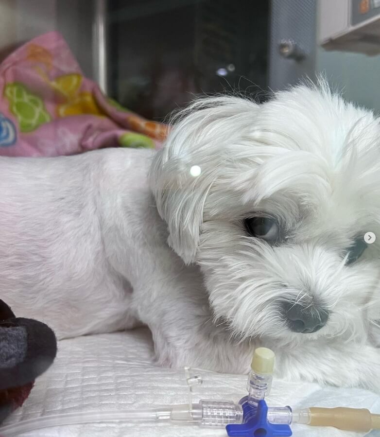 당일 새벽 입원 후 겨우 강아지 경련 증상이 진정된 모습