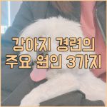 강아지 경련 주요 원인 3가지