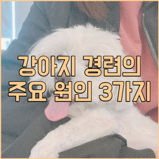 강아지 경련의 주요 원인 3가지