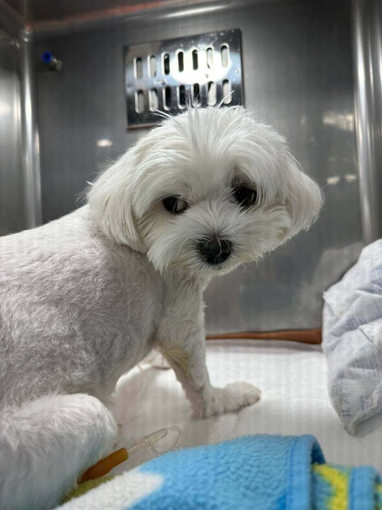 강아지 경련 원인 - 뇌수막염의 증상의 하나로 안구진탕과 쏠림 현상이 나타났다.