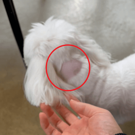 MRI촬영을 위해 머리 뒷부분에 털을 제거한 모습. 마치 땜빵 같아 보인다.