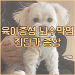강아지 육아종성 뇌수막염 진단과 증상