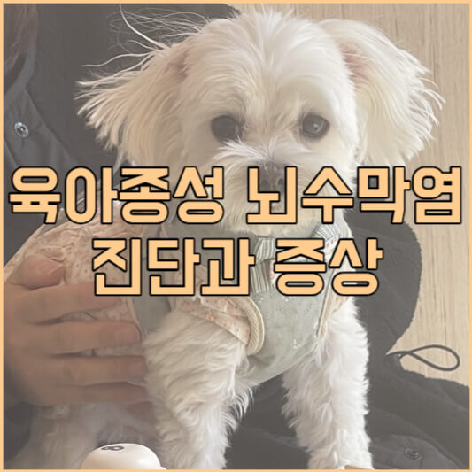 강아지 육아종성 뇌수막염 진단과 증상 타이틀