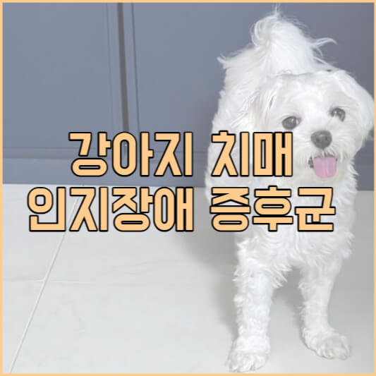 강아지 치매 인지장애 증후군 증상과 관리 타이틀