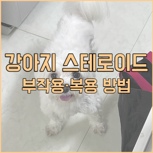 강아지 스테로이드 부작용, 복용 방법