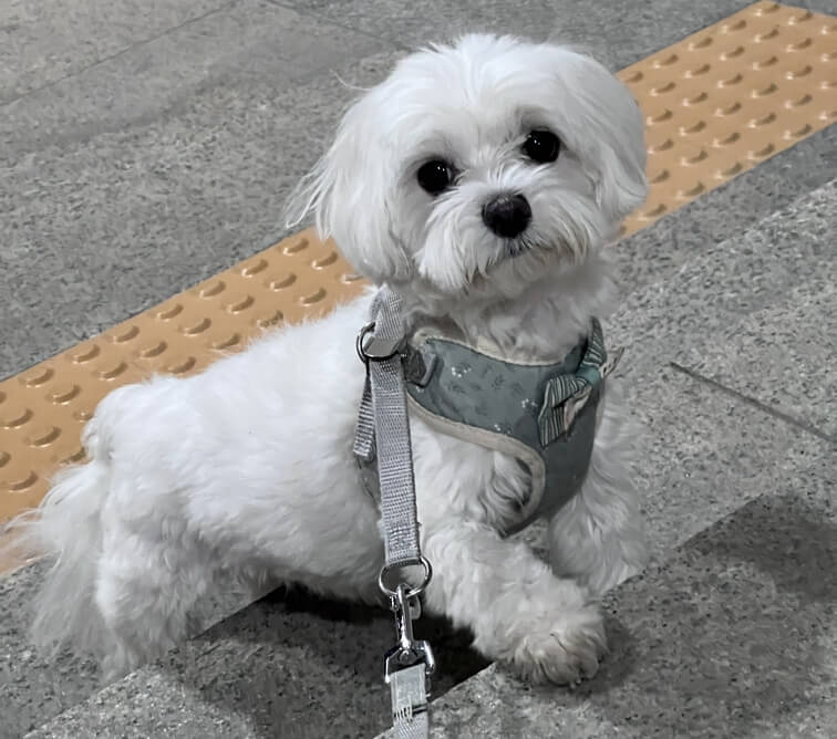 계단위를 오르는 강아지