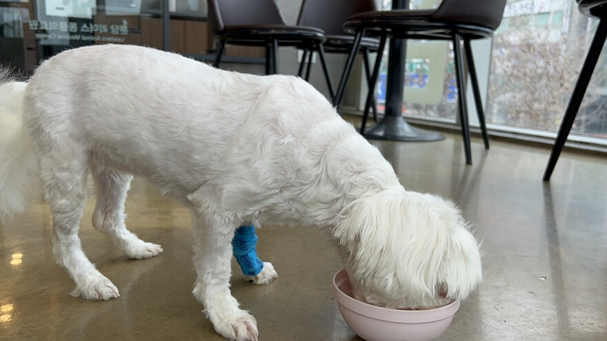 그릇에 코 박고 밥 먹는 강아지