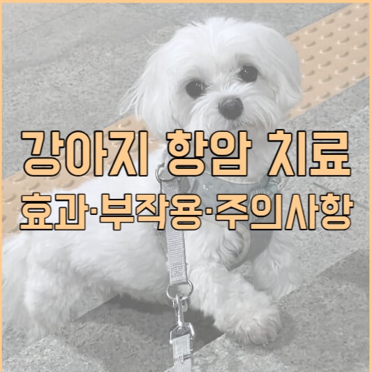 강아지 항암 치료 효과와 부작용, 주의사항