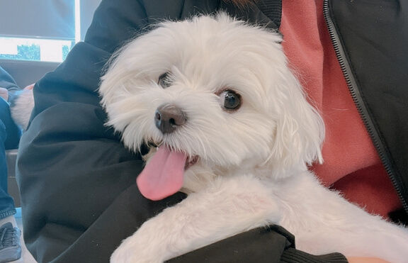 긴장에서 혓바닥 내미는 강아지