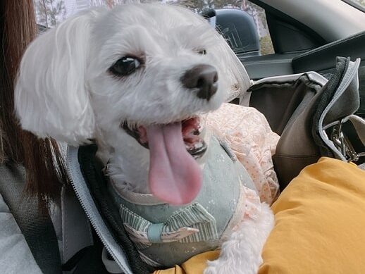 강아지가 혀를 길게 내밀고 있다.