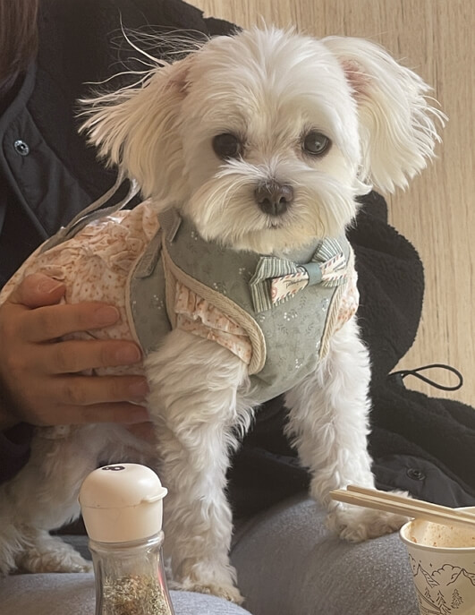 강아지와 함께 캠핑. 강아지는 보통때와 같이 평화롭게 주인의 무릎 위에 앉아 있다.