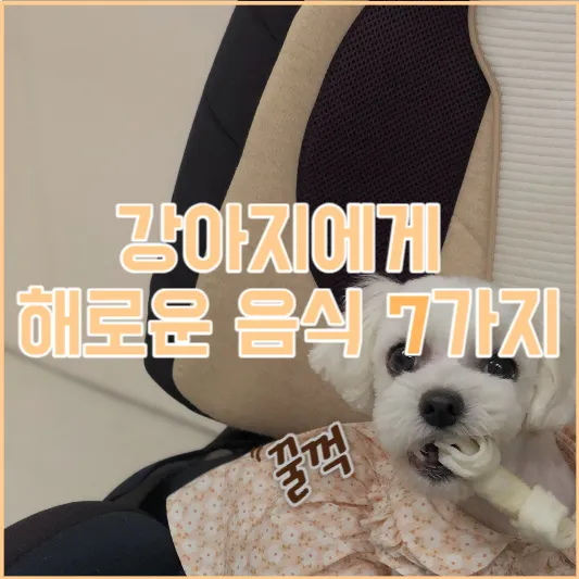 강아지에게 해로운 음식 7가지