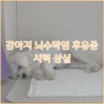 강아지 뇌수막염 후유증 시력 상실