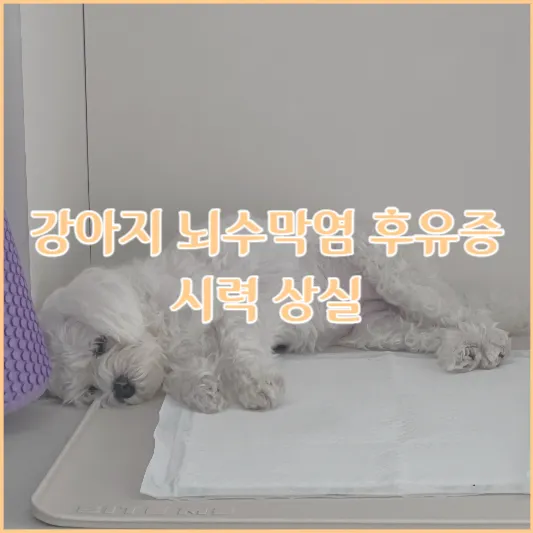 강아지 뇌수막염 후유증 시력 상실