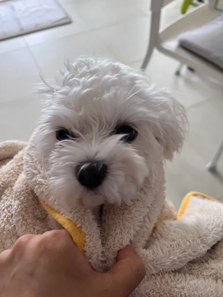 강아지가 목욕 후 목욕 타올을 두루고 허공을 보고 있다.