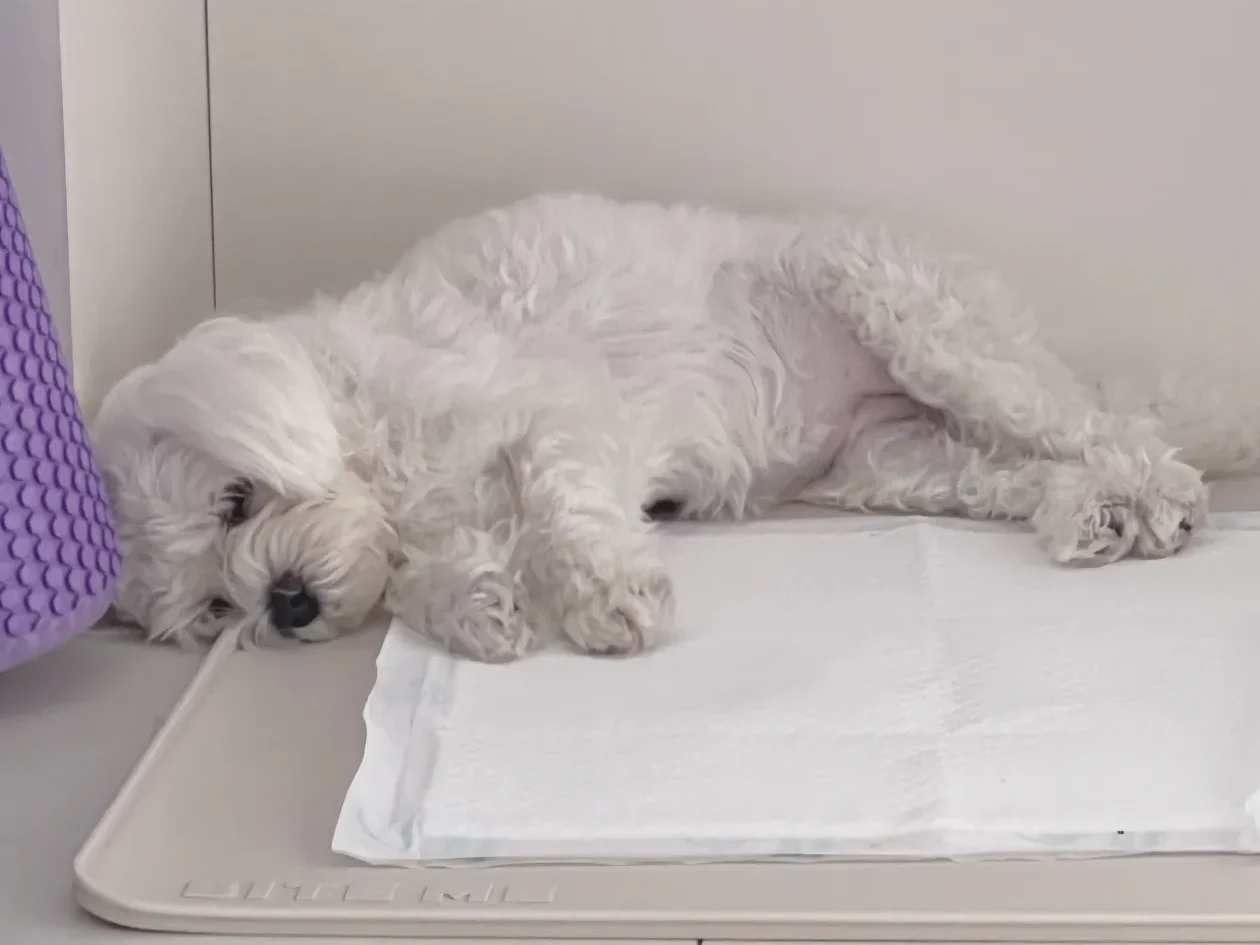 강아지가 잠이든 모