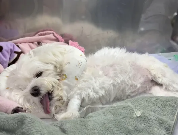 입원해 누워있는 강아지