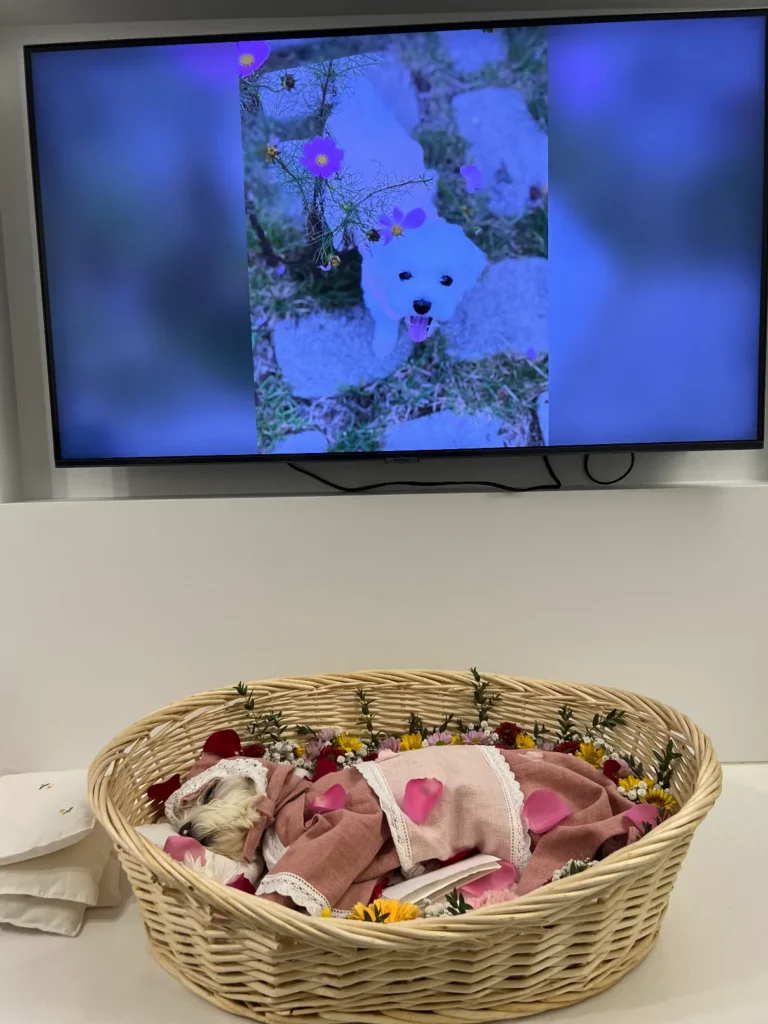 무지개다리 건넌 강아지 장례 모습...