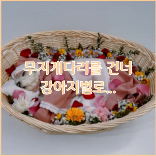 무지개다리를 건너 강아지별로