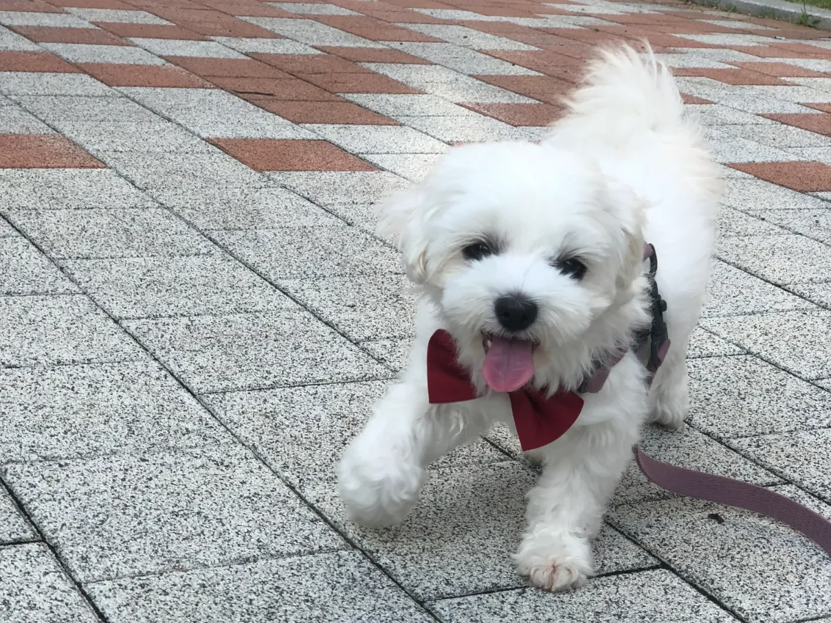 펫로스 증후군 극복_반려동물과의 추억 기억하기